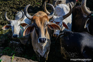 gujarat india - februari 2026