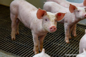 geva biggen boerderij landhorst - mei 2022